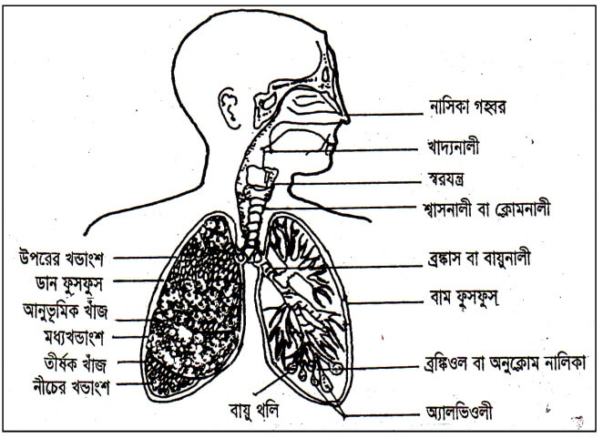 ফুসফুসের গঠন